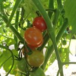 June Garden