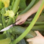 Zucchini