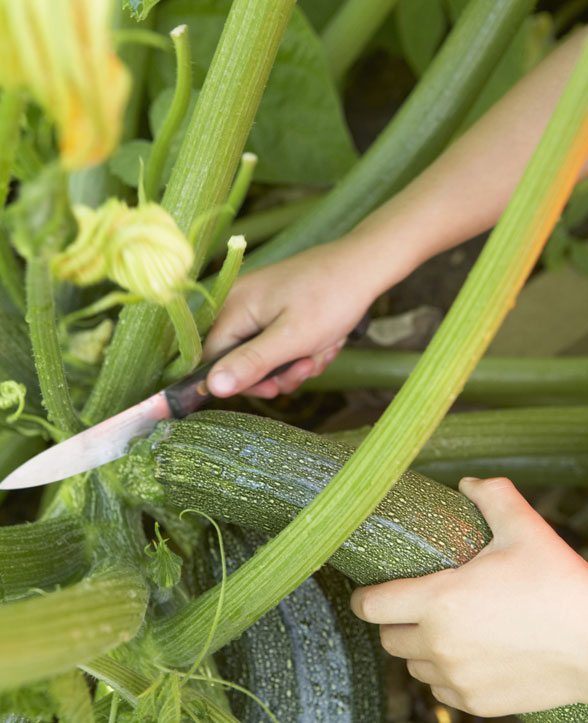 a bowl full of simple - zucchini