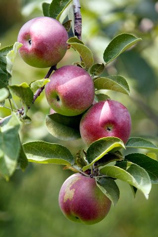 apples a bowl full of simple