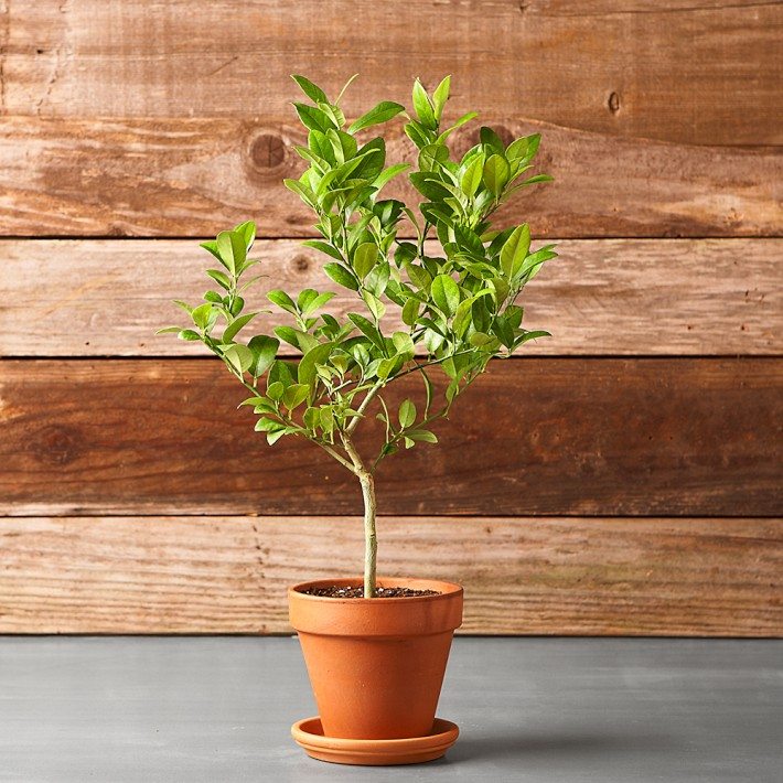 indoor lime tree a bowl full of simple