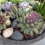 Succulents