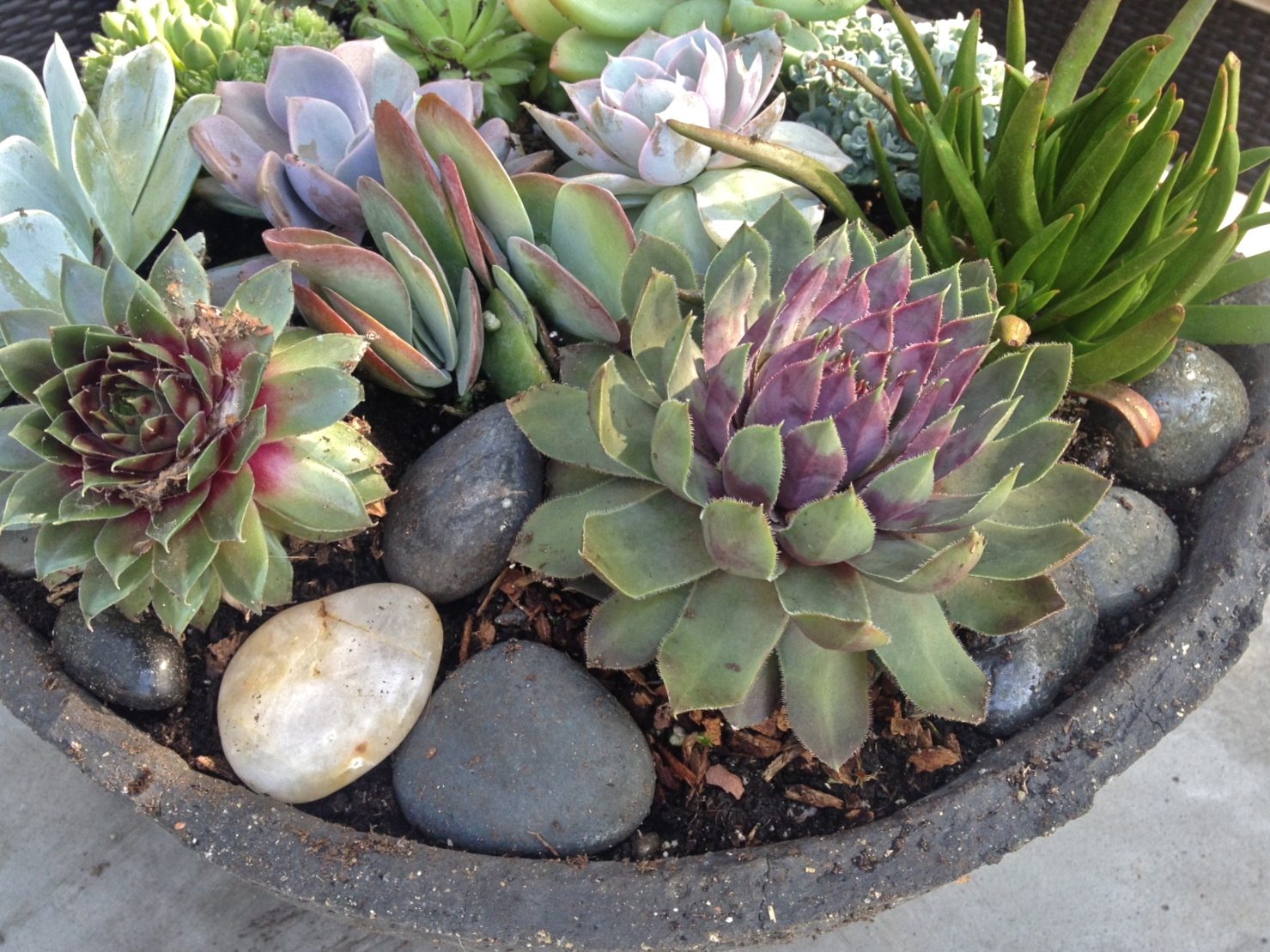 a bowl full of simple