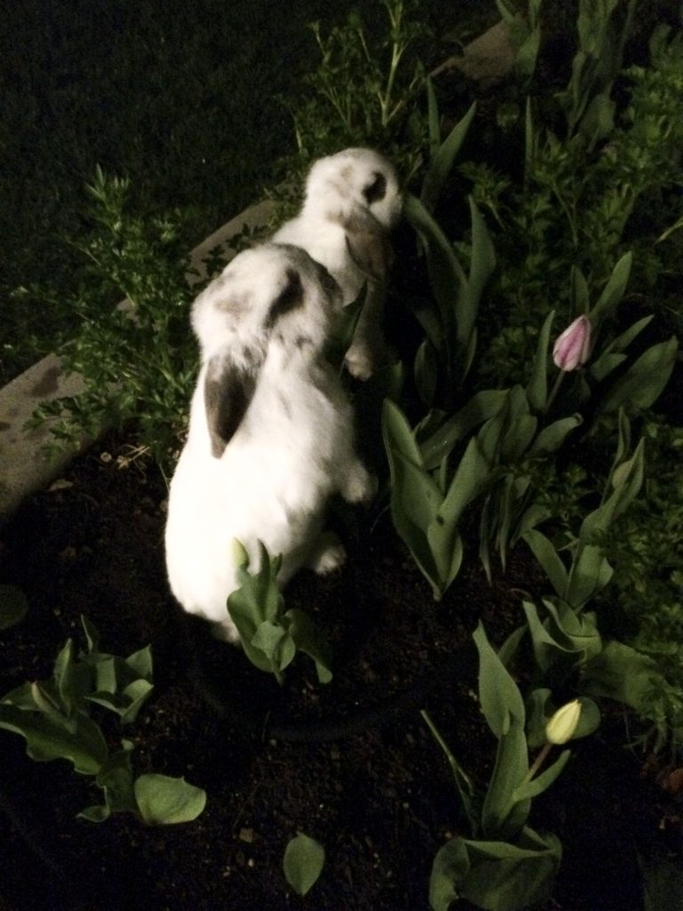 In the Garden | March In the Garden | March
