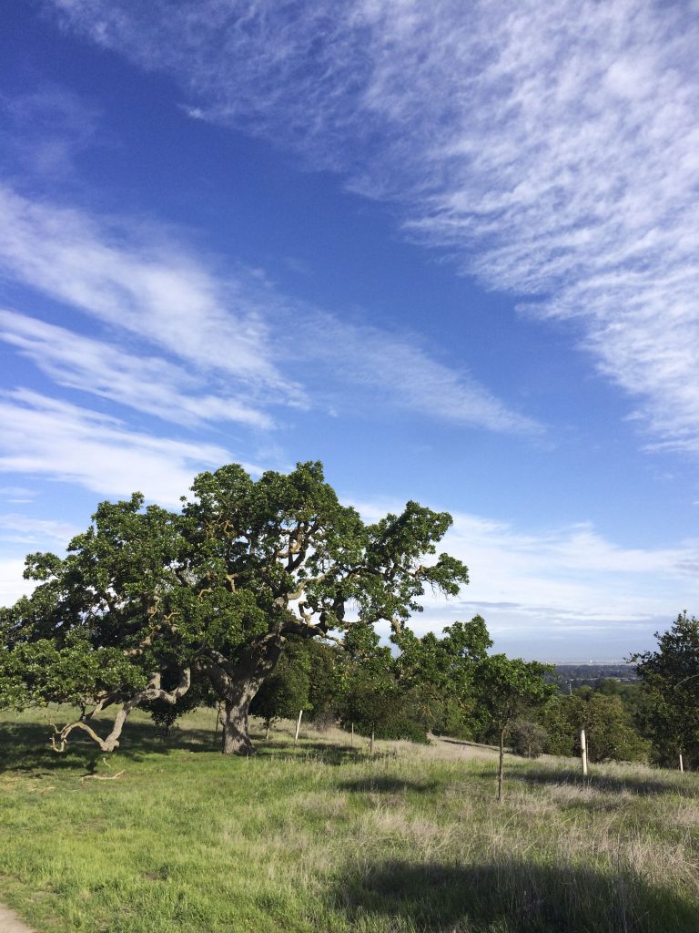 A Bowl Full of Simple | Stanford Dish Trail A Bowl Full of Simple | Stanford Dish Trail