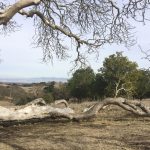 Stanford Dish Trail
