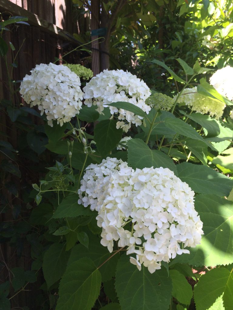 white hydrangea a bowl full of simple
