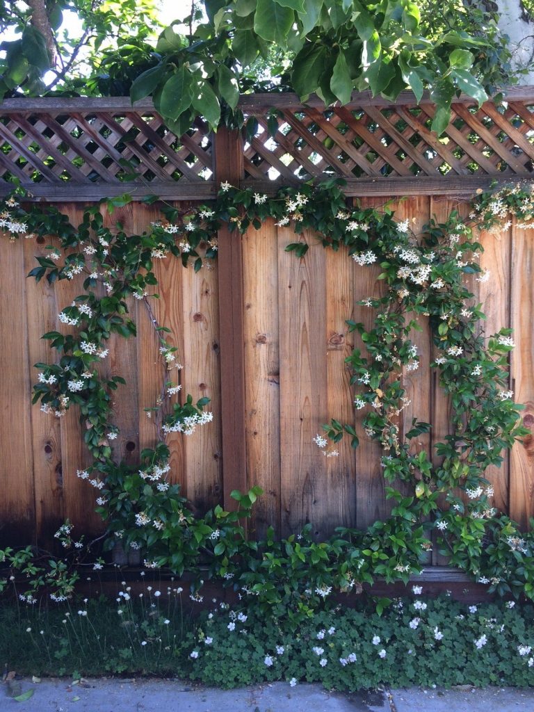 jasmine espalier a bowl full of simple