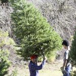 Christmas Tree Hunting