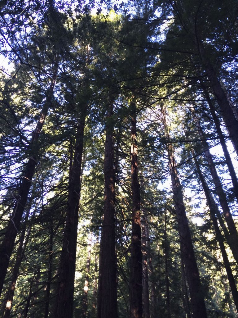A Bowl Full of Simple | Muir Woods