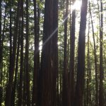 Muir Woods