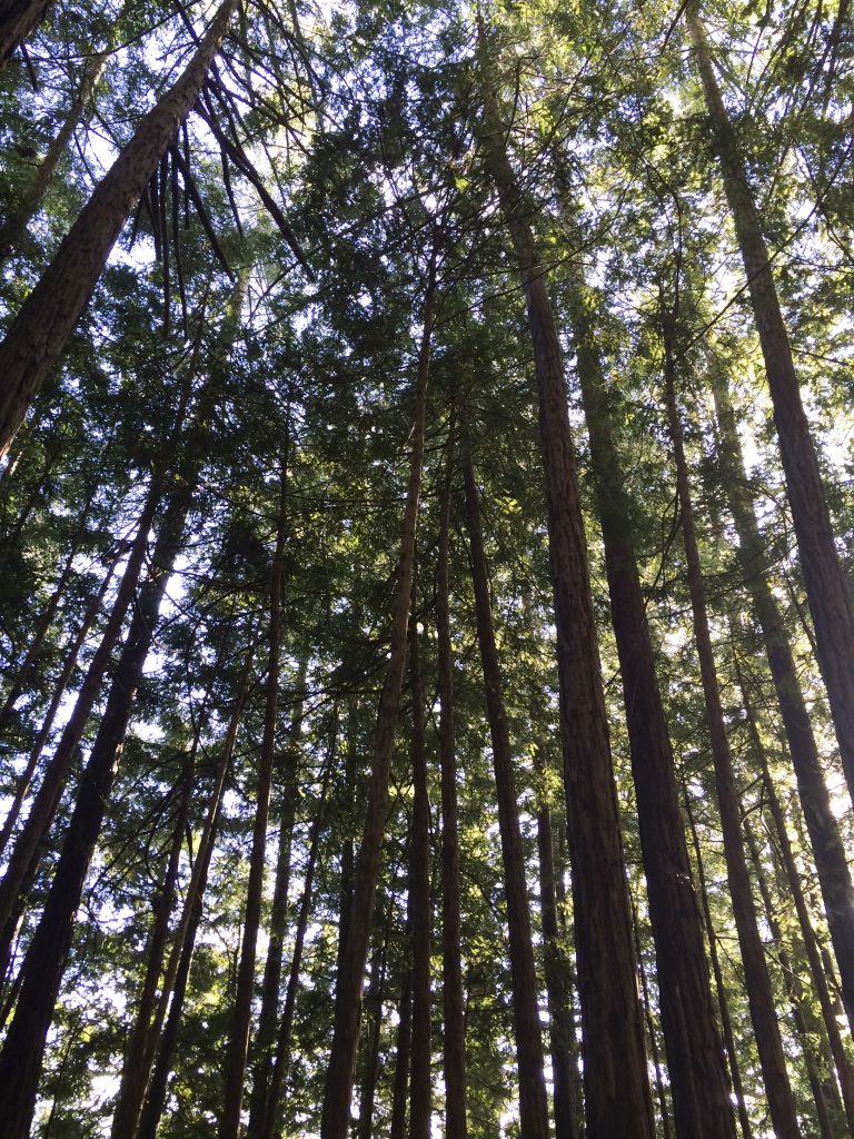 A Bowl Full of Simple | Muir Woods