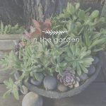 In the Garden | Succulents