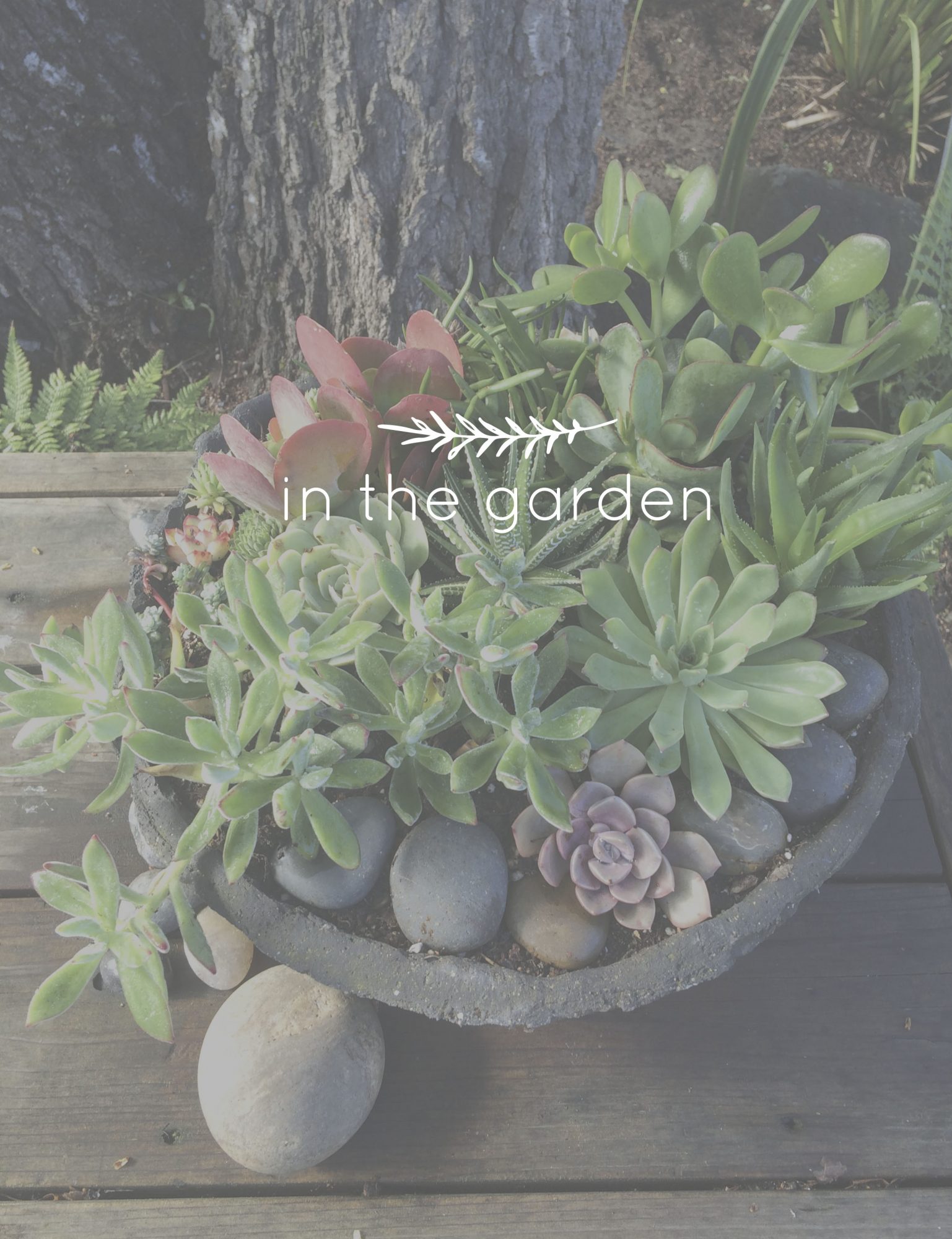 In the Garden | Succulents · The Simple Proof