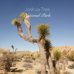 Joshua Tree National Park