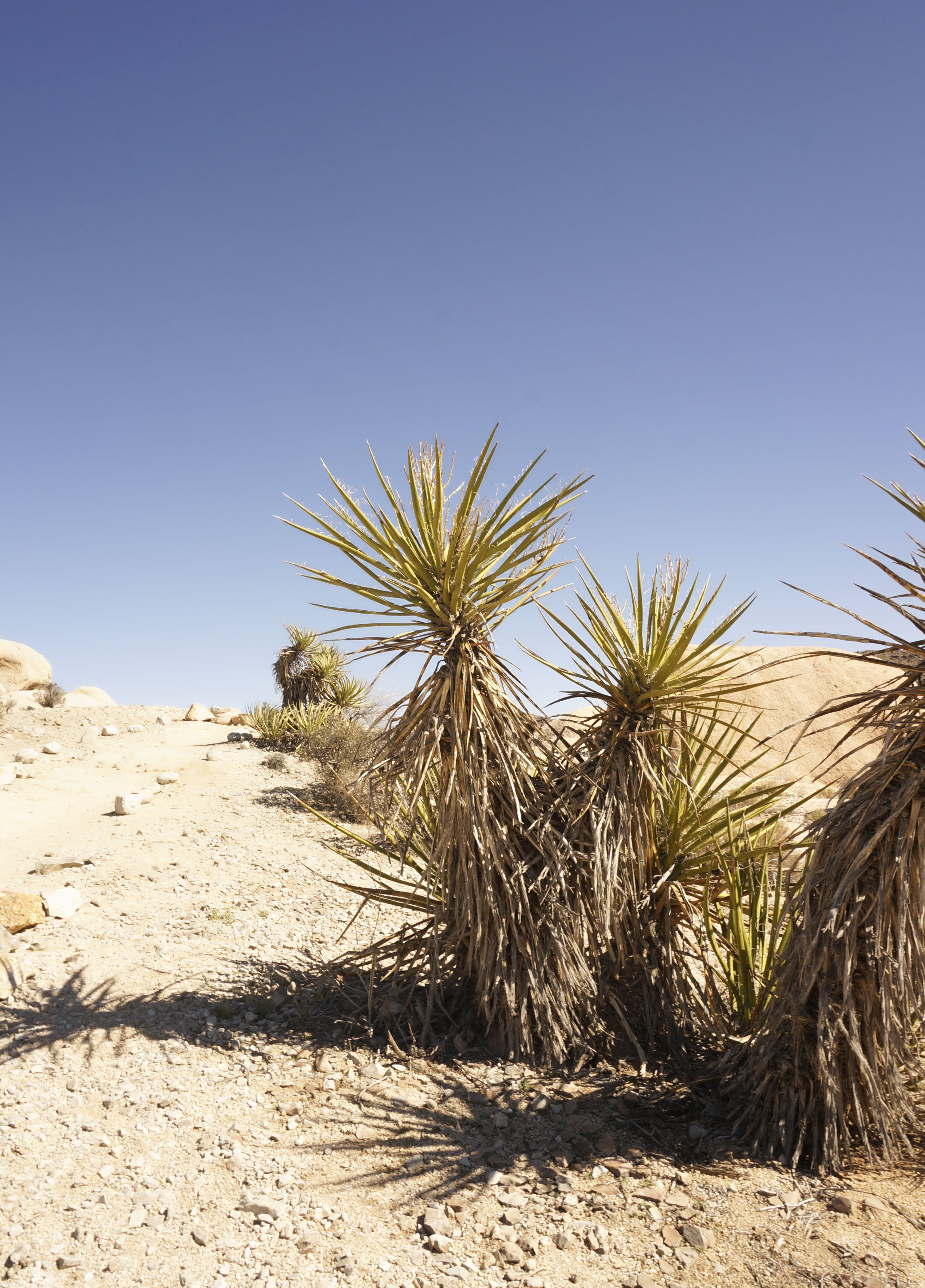 Joshua Tree National Park