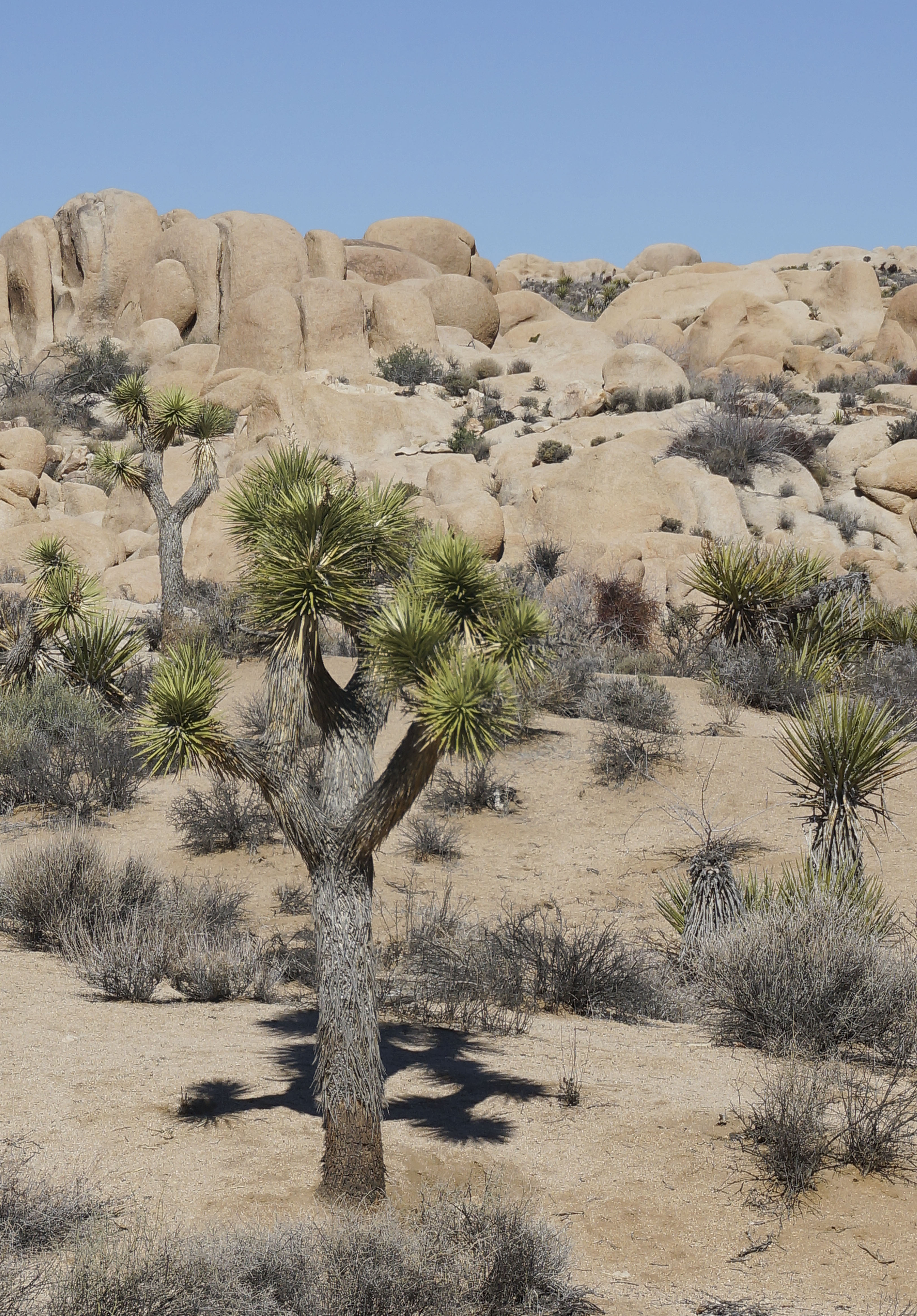 Joshua Tree National Park