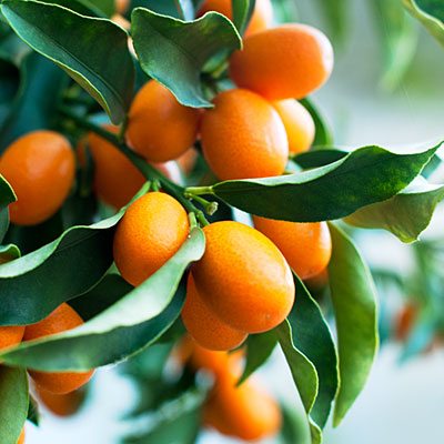 kumquats