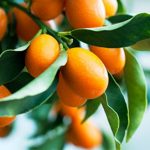 Kumquats