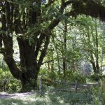 The Quinault Rain Forest