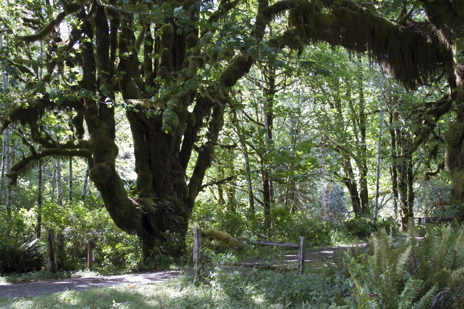 Quinault Rainforest | Olympic National Park