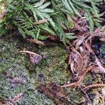 Wunderlich County Park