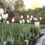 Fall Garden – Preparing for Spring Blooms