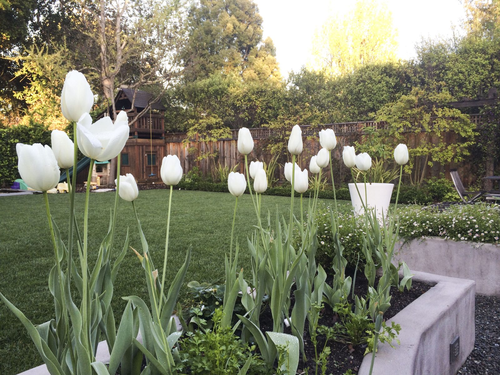 Planting Fall Bulbs | The Simple Proof Home