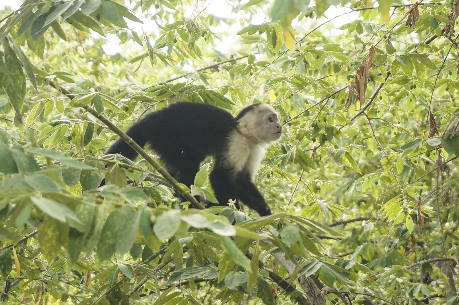 Costa Rica | The Simple Proof