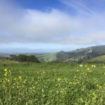 Windy Hill | Santa Cruz Mountains