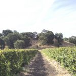 U-Pick Berry Farm | SF Bay Area