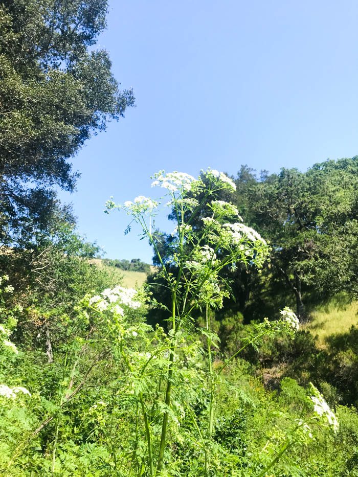 Arastradero Preserve and Other Hikes with The Simple Proof