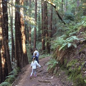 Muir Woods_11